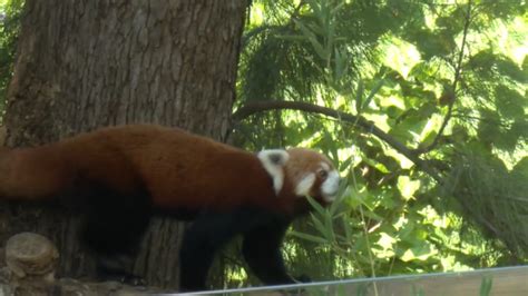 zoopor.|Llega Diki al Zoo de Barcelona, una hembra de panda rojo .